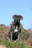 CANE CORSO 958